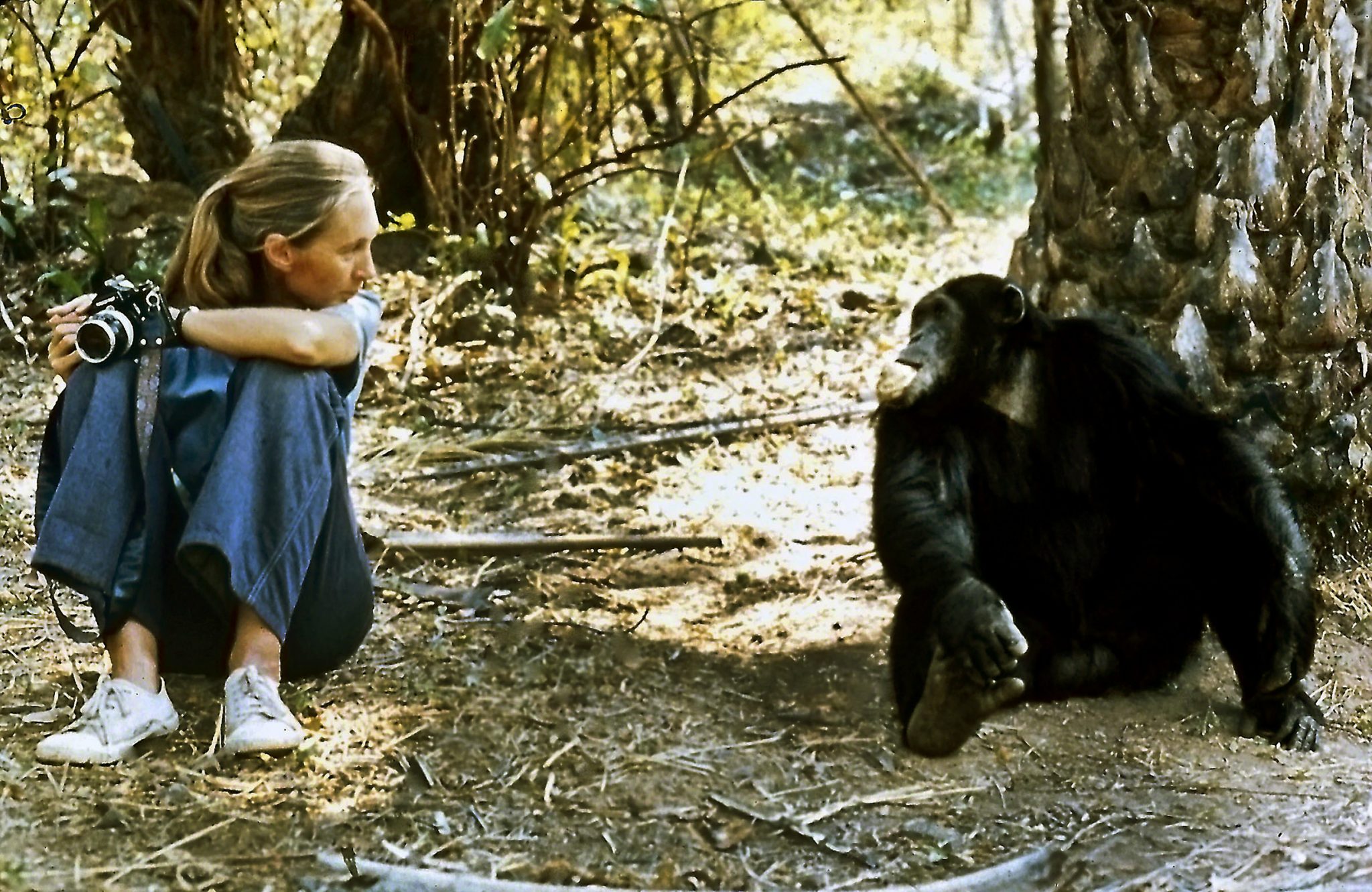 The Templeton Prize Team is thrilled to announce that Dr. Jane Goodall, leg...